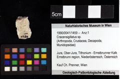 Foto (Objket + Etiketten) von Cyclothyreus sp. 